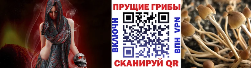 Псилоцибиновые грибы GOLDEN TEACHER Сухой Лог